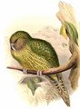 strigops_kakapo