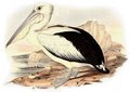 pelican_a_lunettes