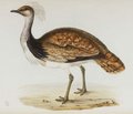 outarde_houbara
