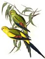 perruche_melanure