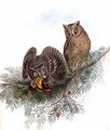 petit-duc_scops