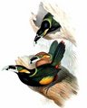 toucanet_de_gould
