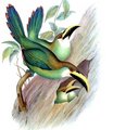 toucanet_emeraude