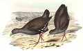 gallinule_aborigene