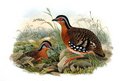 torqueole_de_borneo