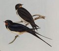 hirondelle_rustique
