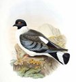 pigeon_des_neiges