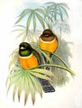 trogon_a_ventre_orange
