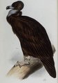 vautour_moine