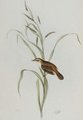 phragmite_des_joncs