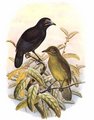 paradisier_de_loria