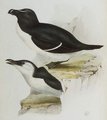 pingouin_torda