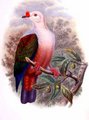 carpophage_a_cire_rouge