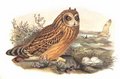 hibou_des_marais