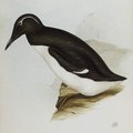 guillemot_de_troil