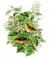 fauvette_des_jardins