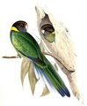 perruche_a_collier_jaune