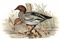 canard_a_criniere