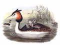 grebe_huppe