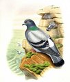 pigeon_biset