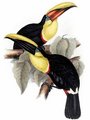 toucan_de_swainson