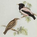 etourneau_roselin