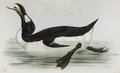 grand_pingouin
