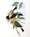 gros-bec_noir_et_jaune