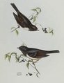 junco_ardoise