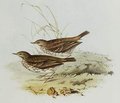pipit_farlouse