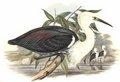 heron_a_tete_blanche
