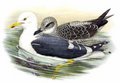 goeland_brun