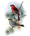 durbec_des_sapins