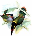 toucanet_koulik