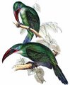 toucanet_a_bec_sillonne