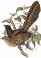 coucal_faisan