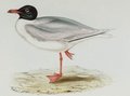 mouette_rieuse