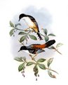 sibia_a_dos_marron