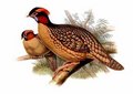 tragopan_de_cabot