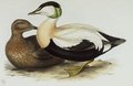 eider_a_duvet