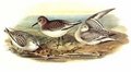becasseau_sanderling