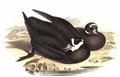 petrel_a_lunettes