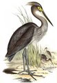 heron_typhon