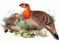 tragopan_de_blyth