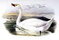 cygne_de_bewick