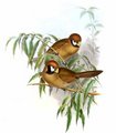 paradoxornis_de_gould