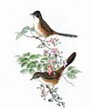 rhopophile_de_pekin