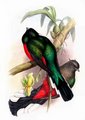 trogon_oreillard