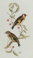 chardonneret_elegant