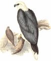 pygargue_blagre